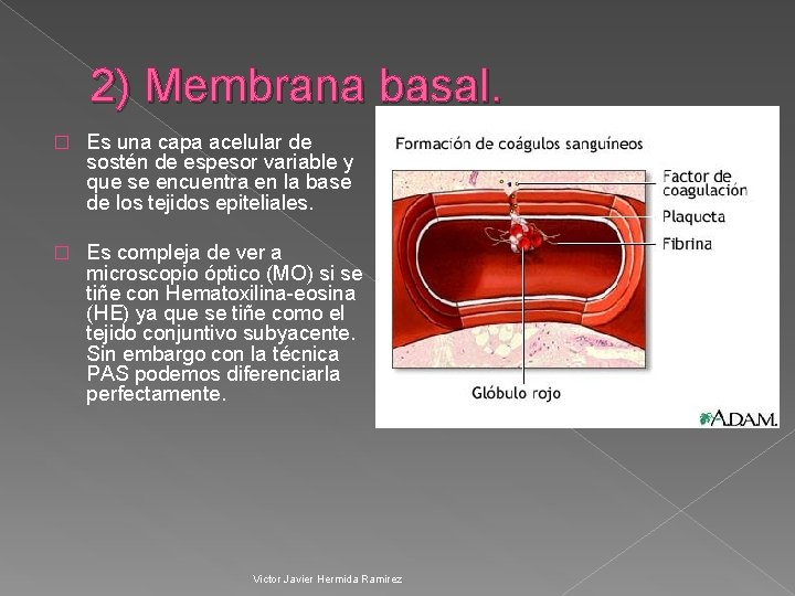 2) Membrana basal. � Es una capa acelular de sostén de espesor variable y