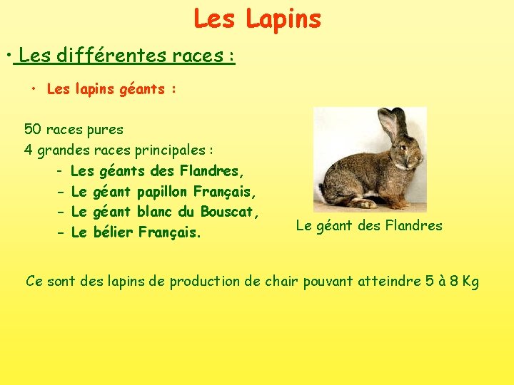 Les Lapins • Les différentes races : • Les lapins géants : 50 races