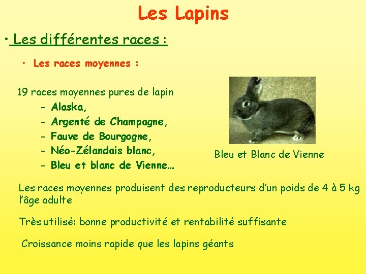 Les Lapins • Les différentes races : • Les races moyennes : 19 races