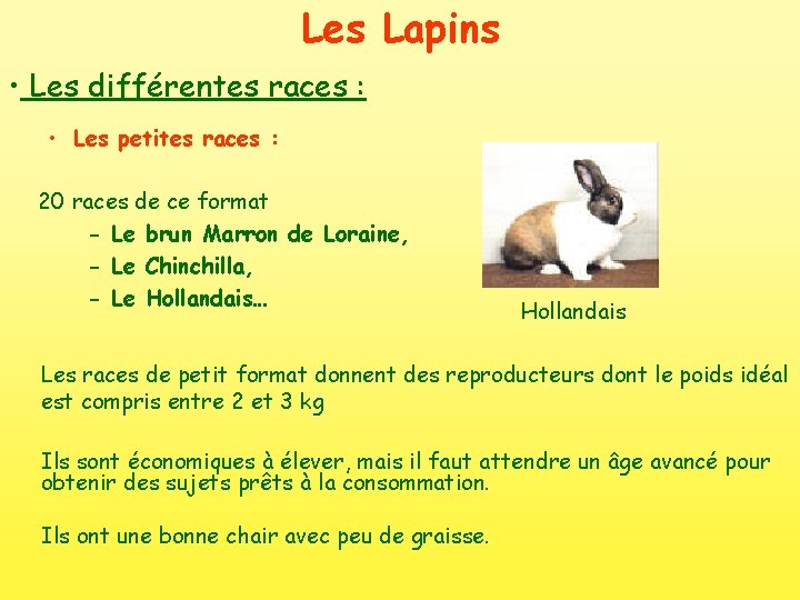 Les Lapins • Les différentes races : • Les petites races : 20 races