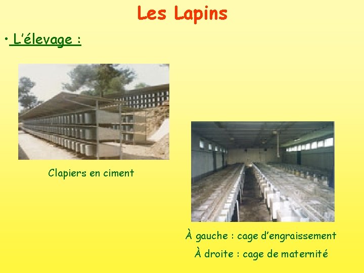 Les Lapins • L’élevage : Clapiers en ciment À gauche : cage d’engraissement À