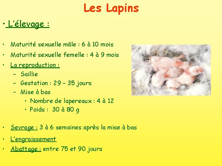 Les Lapins • L’élevage : • Maturité sexuelle mâle : 6 à 10 mois