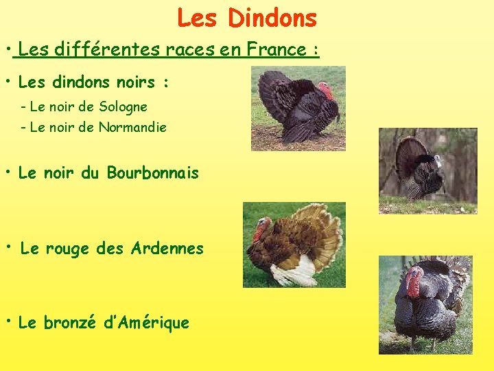 Les Dindons • Les différentes races en France : • Les dindons noirs :