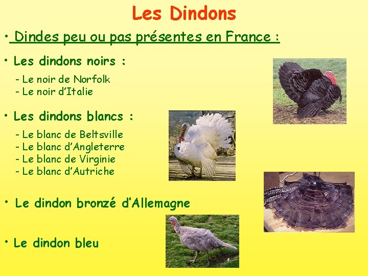 Les Dindons • Dindes peu ou pas présentes en France : • Les dindons