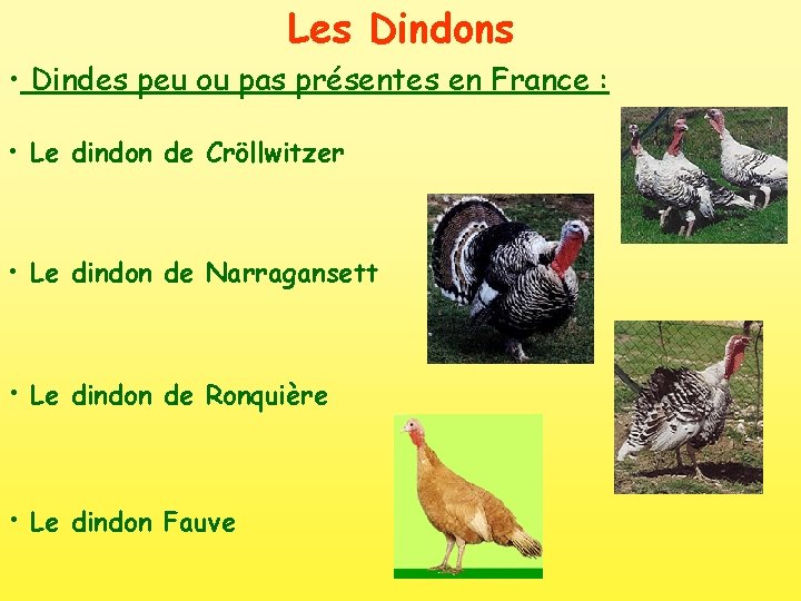 Les Dindons • Dindes peu ou pas présentes en France : • Le dindon