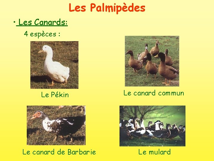 Les Palmipèdes • Les Canards: 4 espèces : Le Pékin Le canard de Barbarie