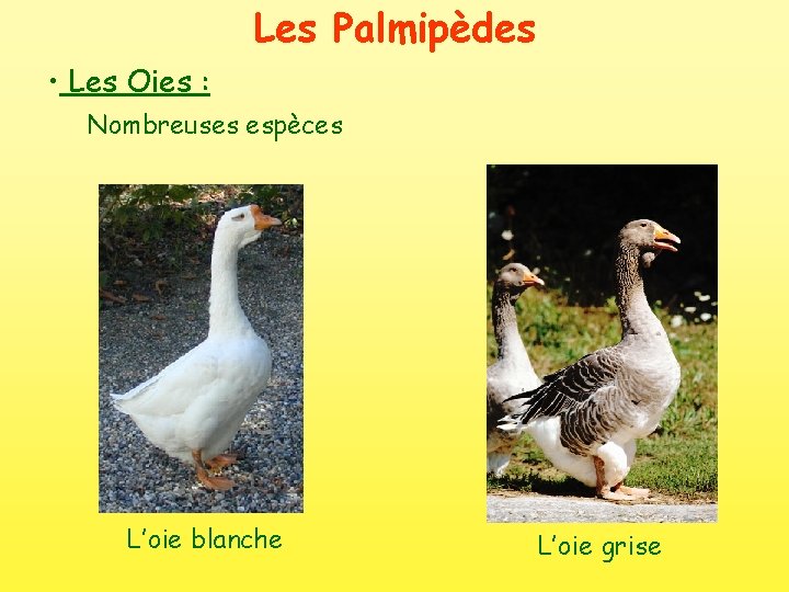 Les Palmipèdes • Les Oies : Nombreuses espèces L’oie blanche L’oie grise 