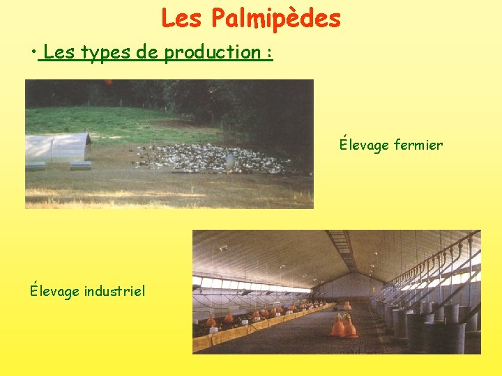 Les Palmipèdes • Les types de production : Élevage fermier Élevage industriel 