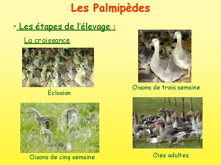 Les Palmipèdes • Les étapes de l’élevage : La croissance Éclosion Oisons de cinq
