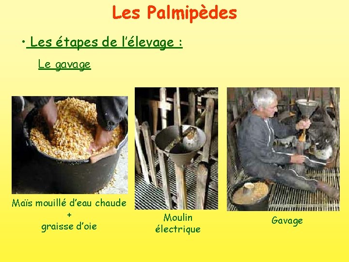 Les Palmipèdes • Les étapes de l’élevage : Le gavage Maïs mouillé d’eau chaude