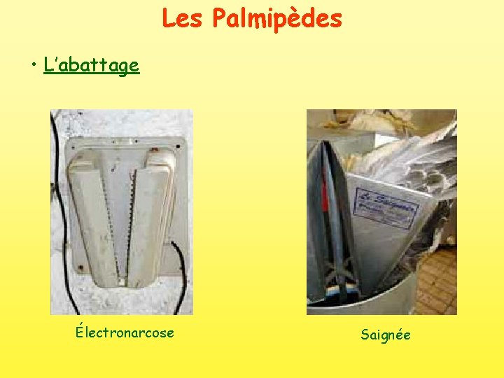 Les Palmipèdes • L’abattage Électronarcose Saignée 