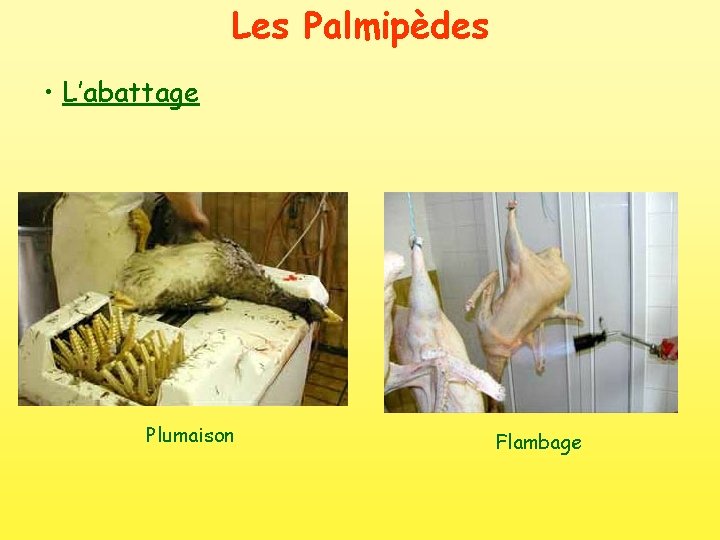 Les Palmipèdes • L’abattage Plumaison Flambage 