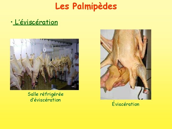 Les Palmipèdes • L’éviscération Salle réfrigérée d’éviscération Éviscération 