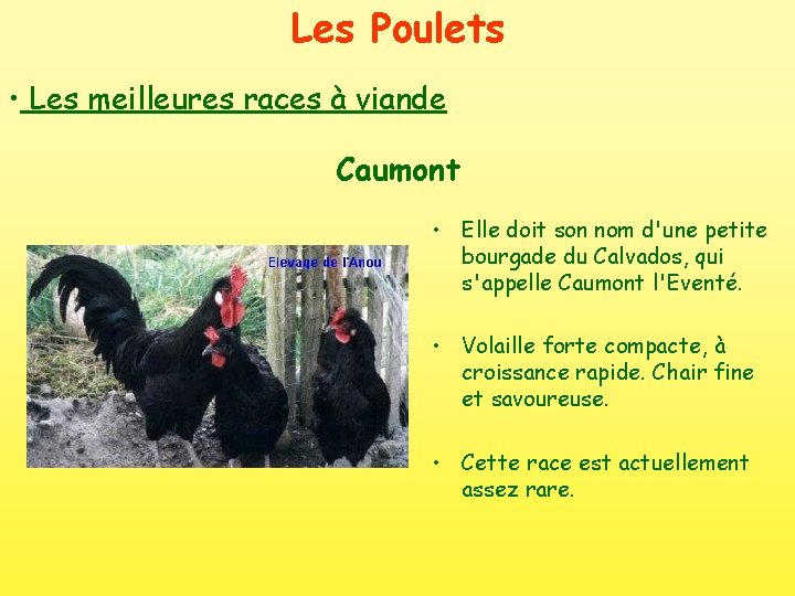 Les Poulets • Les meilleures races à viande Caumont • Elle doit son nom