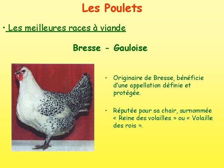 Les Poulets • Les meilleures races à viande Bresse - Gauloise • Originaire de