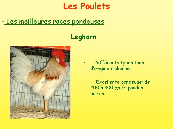 Les Poulets • Les meilleures races pondeuses Leghorn • Différents types tous d’origine italienne.