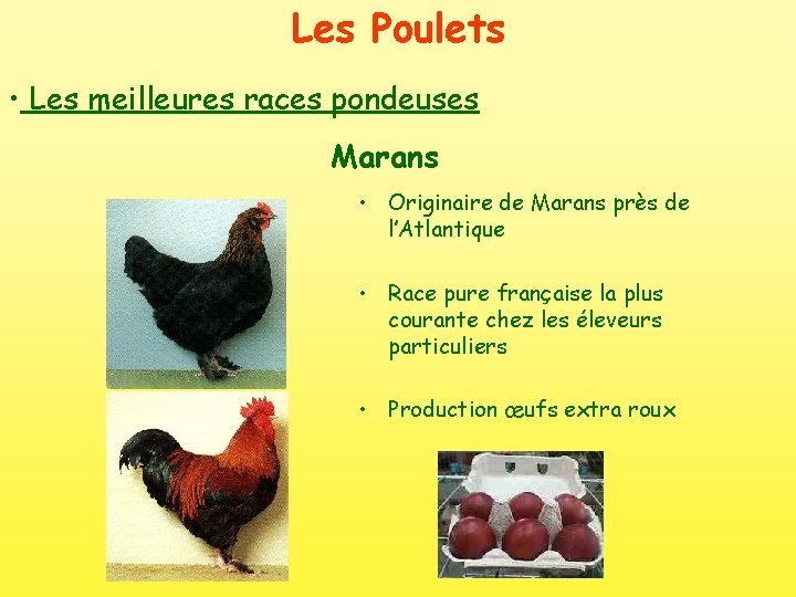 Les Poulets • Les meilleures races pondeuses Marans • Originaire de Marans près de