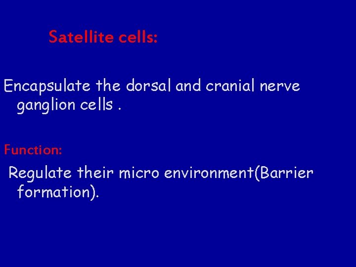 Satellite cells: Encapsulate the dorsal and cranial nerve ganglion cells. Function: Regulate their micro