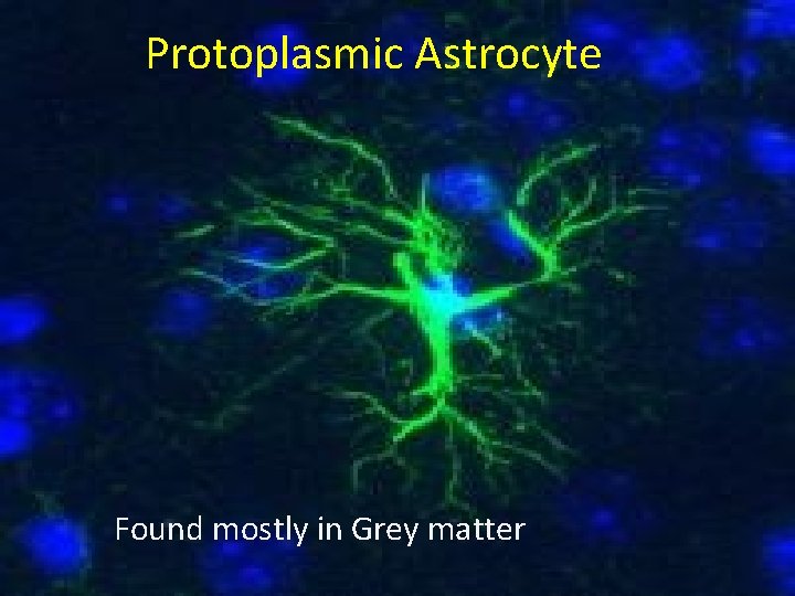 Protoplasmic Astrocyte Found mostly in Grey matter 