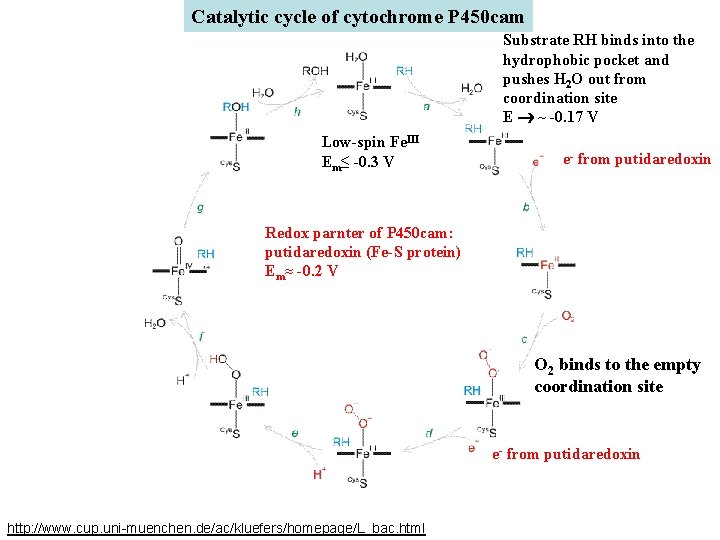 Catalytic cycle of cytochrome P 450 cam Substrate RH binds into the hydrophobic pocket