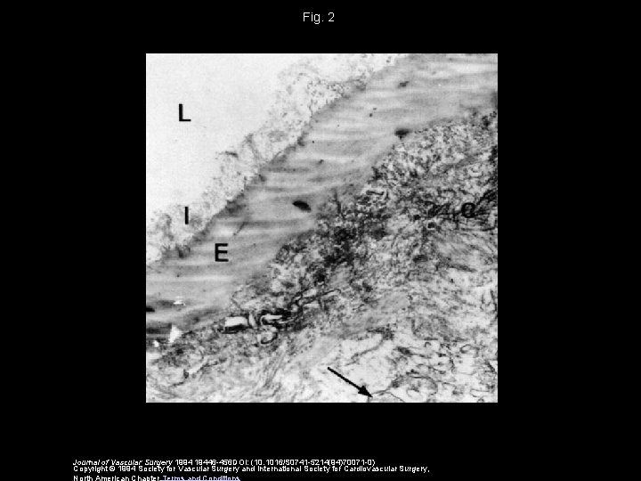 Fig. 2 Journal of Vascular Surgery 1994 19446 -456 DOI: (10. 1016/S 0741 -5214(94)70071