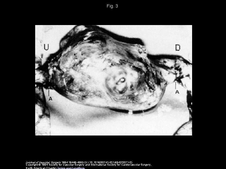 Fig. 3 Journal of Vascular Surgery 1994 19446 -456 DOI: (10. 1016/S 0741 -5214(94)70071