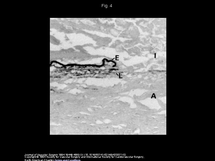 Fig. 4 Journal of Vascular Surgery 1994 19446 -456 DOI: (10. 1016/S 0741 -5214(94)70071