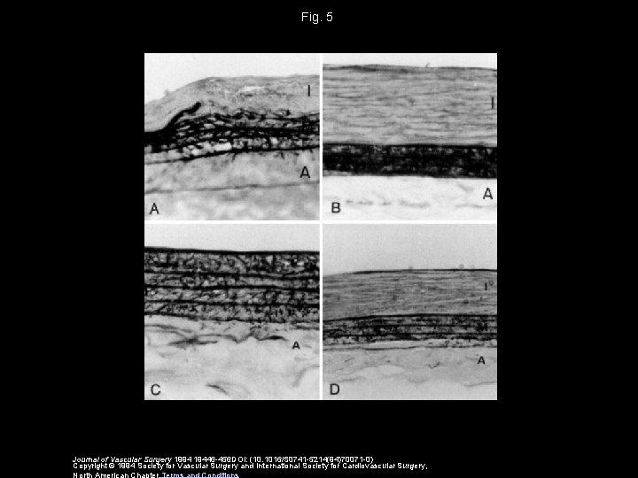 Fig. 5 Journal of Vascular Surgery 1994 19446 -456 DOI: (10. 1016/S 0741 -5214(94)70071