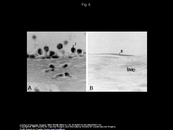 Fig. 6 Journal of Vascular Surgery 1994 19446 -456 DOI: (10. 1016/S 0741 -5214(94)70071