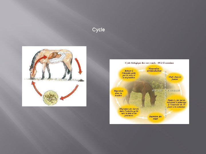 Cycle 