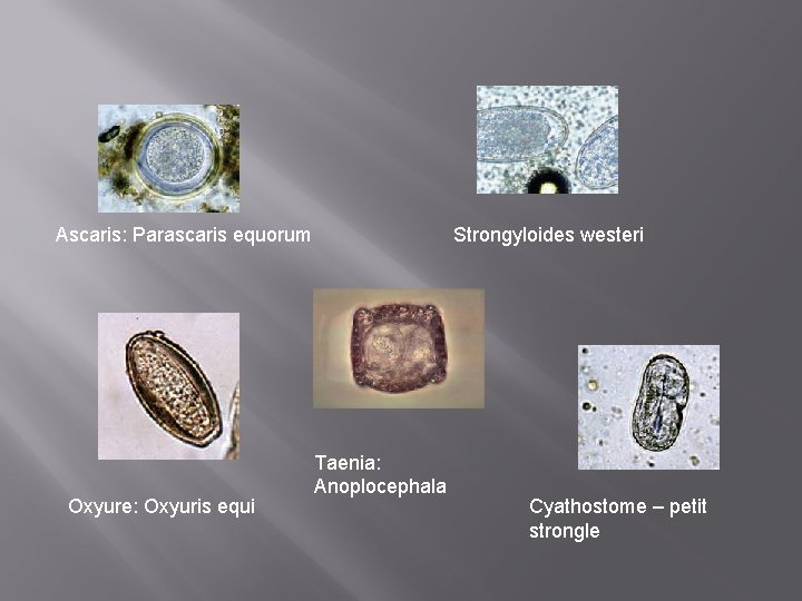 Ascaris: Parascaris equorum Oxyure: Oxyuris equi Strongyloides westeri Taenia: Anoplocephala Cyathostome – petit strongle