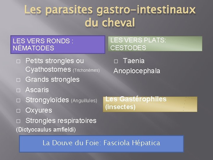 Les parasites gastro-intestinaux du cheval LES VERS RONDS : NÉMATODES � � � LES