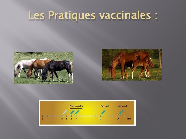 Les Pratiques vaccinales : 