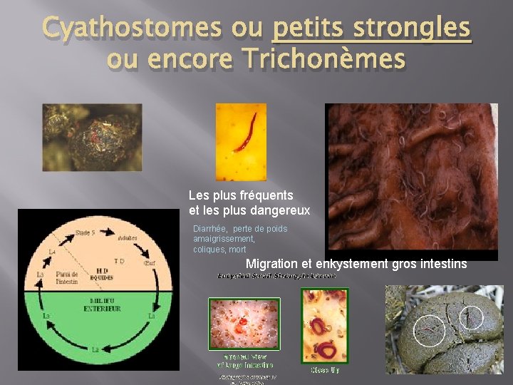 Cyathostomes ou petits strongles ou encore Trichonèmes Les plus fréquents et les plus dangereux