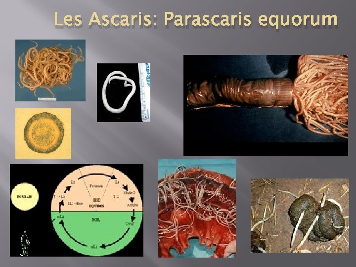 Les Ascaris: Parascaris equorum 
