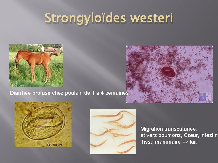 Strongyloïdes westeri Diarrhée profuse chez poulain de 1 à 4 semaines Migration transcutanée, et