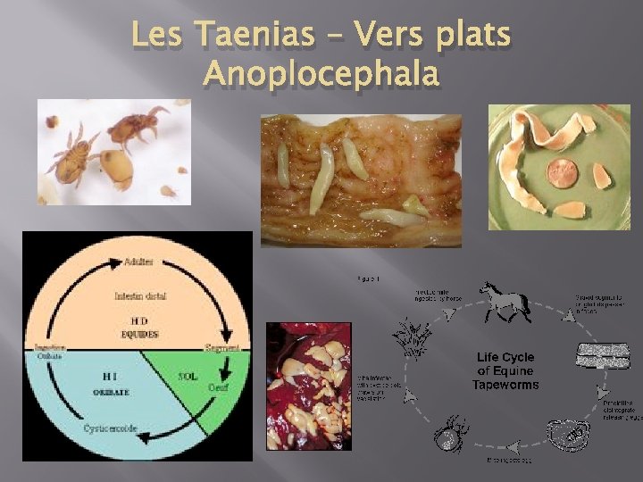 Les Taenias – Vers plats Anoplocephala 