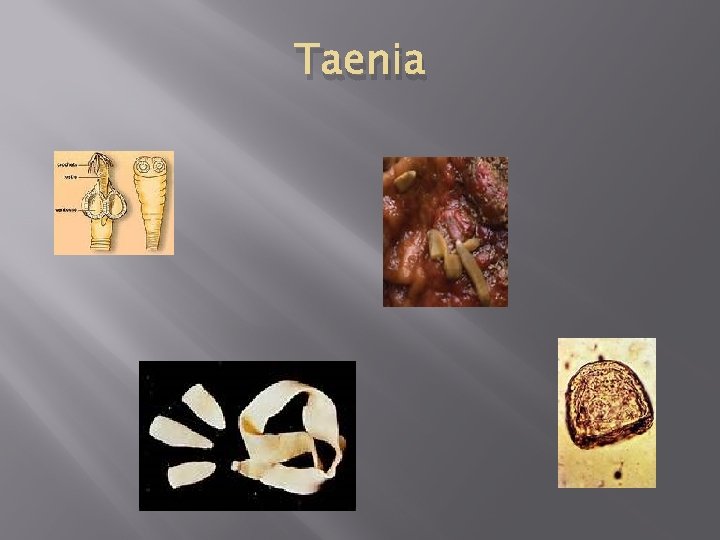Taenia 