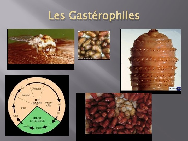 Les Gastérophiles 