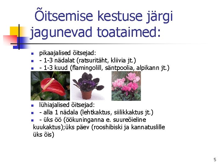  Õitsemise kestuse järgi jagunevad toataimed: n n n pikaajalised õitsejad: - 1 -3