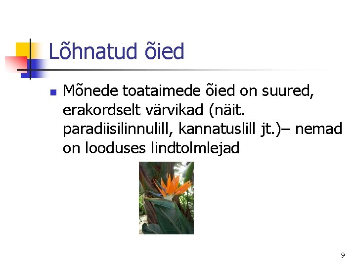 Lõhnatud õied n Mõnede toataimede õied on suured, erakordselt värvikad (näit. paradiisilinnulill, kannatuslill jt.