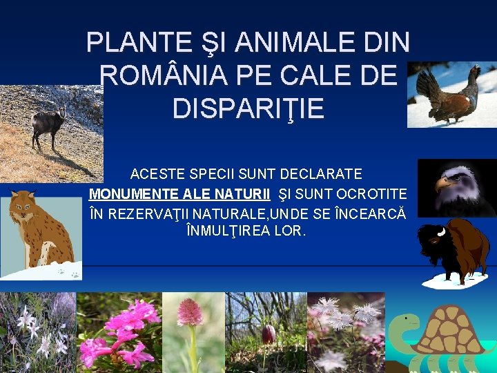 PLANTE ŞI ANIMALE DIN ROM NIA PE CALE DE DISPARIŢIE ACESTE SPECII SUNT DECLARATE