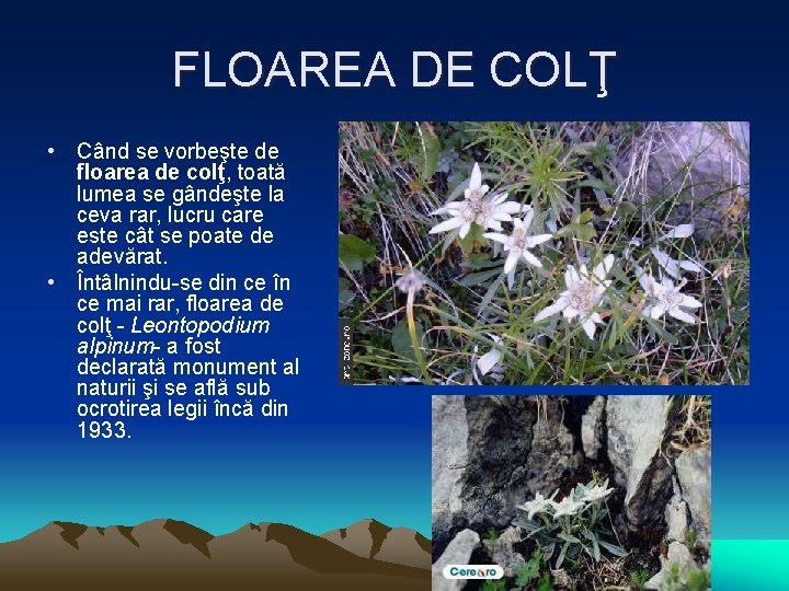 FLOAREA DE COLŢ • Când se vorbeşte de floarea de colţ, toată lumea se