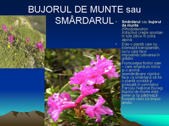 BUJORUL DE MUNTE sau SM RDARUL • • • Smârdarul sau bujorul de munte