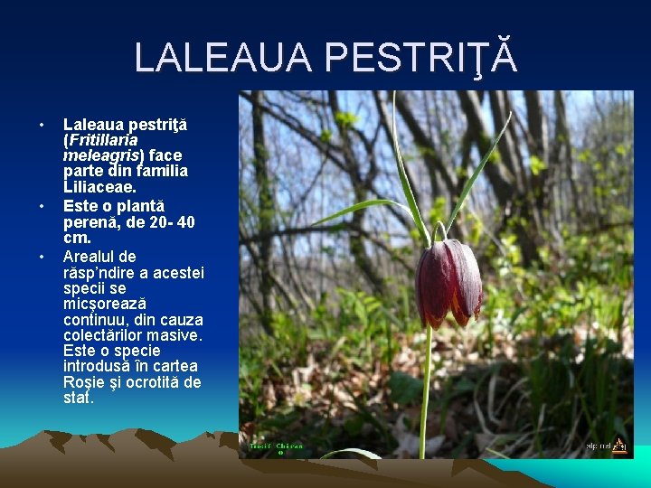 LALEAUA PESTRIŢĂ • • • Laleaua pestriţă (Fritillaria meleagris) face parte din familia Liliaceae.