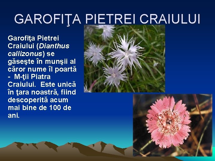 GAROFIŢA PIETREI CRAIULUI Garofiţa Pietrei Craiului (Dianthus callizonus) se găseşte în munşii al căror