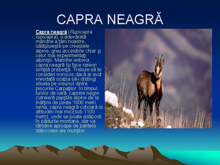 CAPRA NEAGRĂ Capra neagră (Rupicapra rupicapra), o adevărată mândrie a ţării noastre, sălăşluieşte pe