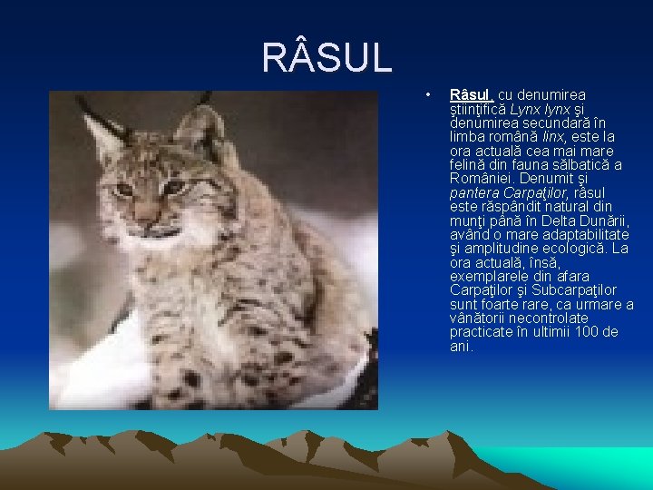 R SUL • Râsul, cu denumirea ştiinţifică Lynx lynx şi denumirea secundară în limba