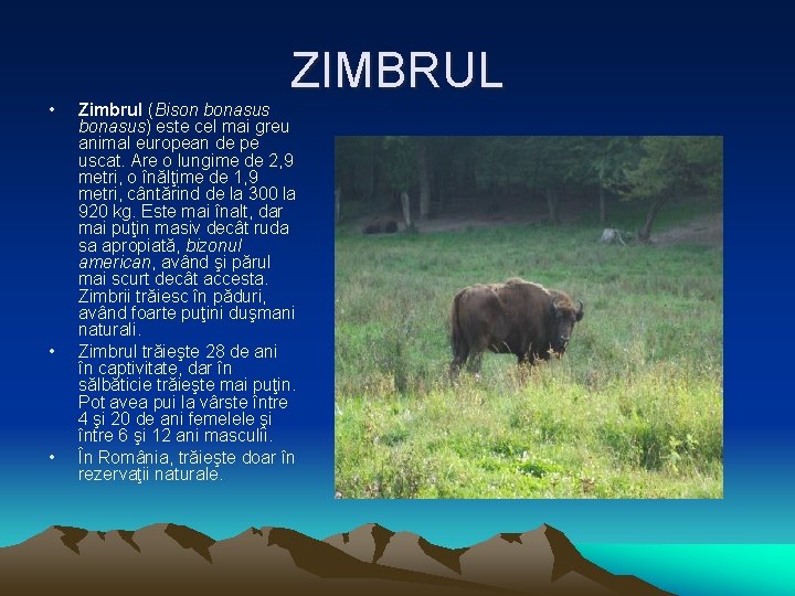  • • • ZIMBRUL Zimbrul (Bison bonasus) este cel mai greu animal european