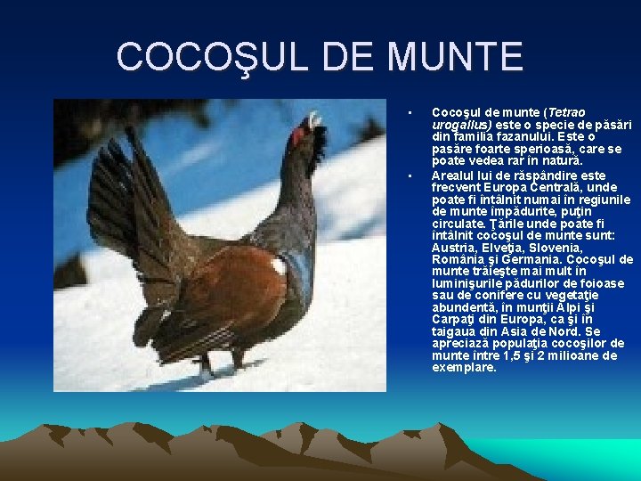 COCOŞUL DE MUNTE • • Cocoşul de munte (Tetrao urogallus) este o specie de